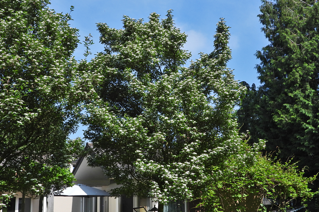  Bomen Trees